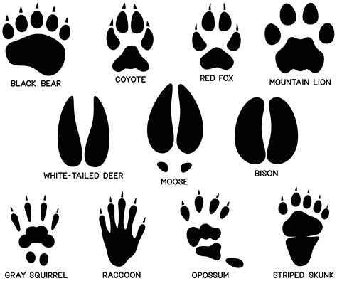 bobcat track system|bobcat animal track identification photos.